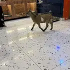 ماعز قزم عمر شهرين