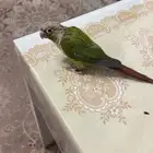 كنيور