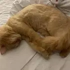 بسه لتبني