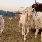 تيس مطور هولندي صنف