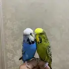 زوج بادجي انجليزي فاخر أبطال ( ( تم البيع ))