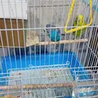 عصفور ذكر أنثى