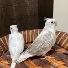 فروخ كروان