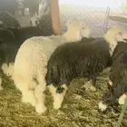 طليان نجد خرفان طيبه مقفله شحم