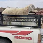 للبيع ثني من حلال مطر زايد ولد مربك