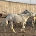 ذبايح حري سواكن رفيدي
