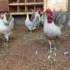 بيض فيومي المنيوم سوبر جانبو