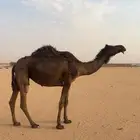 مجهم لقحه