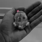 هامستر روسي