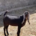 تيس اجم ادهم.