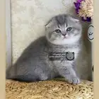 قطط صغيره سكوتش فولد سكوتش ستريت كيتن بسه catقطوه قطه قط