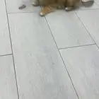 كلبة