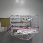 جوز كروان للبيع