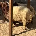 جذعان للبيع