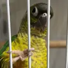 كنيور قرين شيك يلو سايد