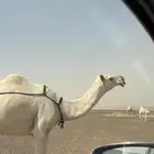 الناقه العشرى الثنو من سلالة بعارين ابن مهنا