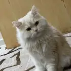 قط شيرازي طالب تزاوج