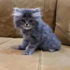 قط شيرازي رمادي فاخر   عمره 40 يوم فقط