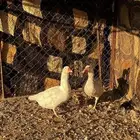 بط ذكر وانثى