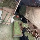 ذبياح تيوس وعنقان