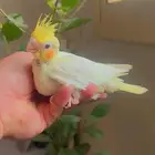 كراون لاتينو حجم جامبو اليف