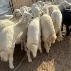 طليان شحم