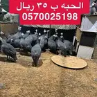حبش وديوك ودجاج