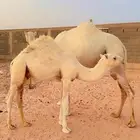 حاشي طايش