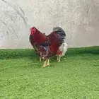 عروض الصيف دجاج وايندوت فروخ توب زينه اصول ( تم البيع )