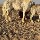 خروف فحل اثنين طيبات لتفاصيل وت ساب متوجها الي الخرج