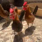 دجاج بلدي جملة تم البيع