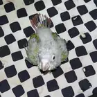 فرخ كنيور اناناس