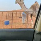 بكر شقحا ثنيه كفوو اقدمو ياعشاقه الزين