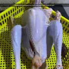 ديكه رومي ا