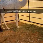 قعود كفو باتلي الموقع الصياهد