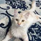 قطط ذكر اليف للبيع على اسوم