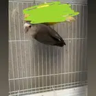 انثى روز