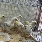 صيصان باكستاني
