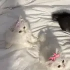 قطط شيرازي