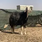 نجديه اللبيع