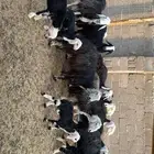 نجد متابيع