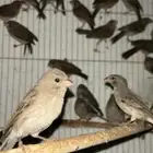 ياسمين طايفي