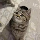 كيتن سكوتش ستريت انثى