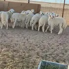 طليان حريه اضاحي حجوزات للعيد