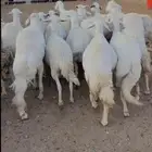 للبيع 24 راس بالفحل دفع حصيب منوة القاني صنف