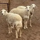 رخال صنف