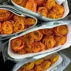 ورد طبيعي جملة
