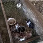 الرقيطاء