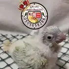 كنيور مون شيك