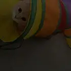 قط للتبني العاجل ذكر